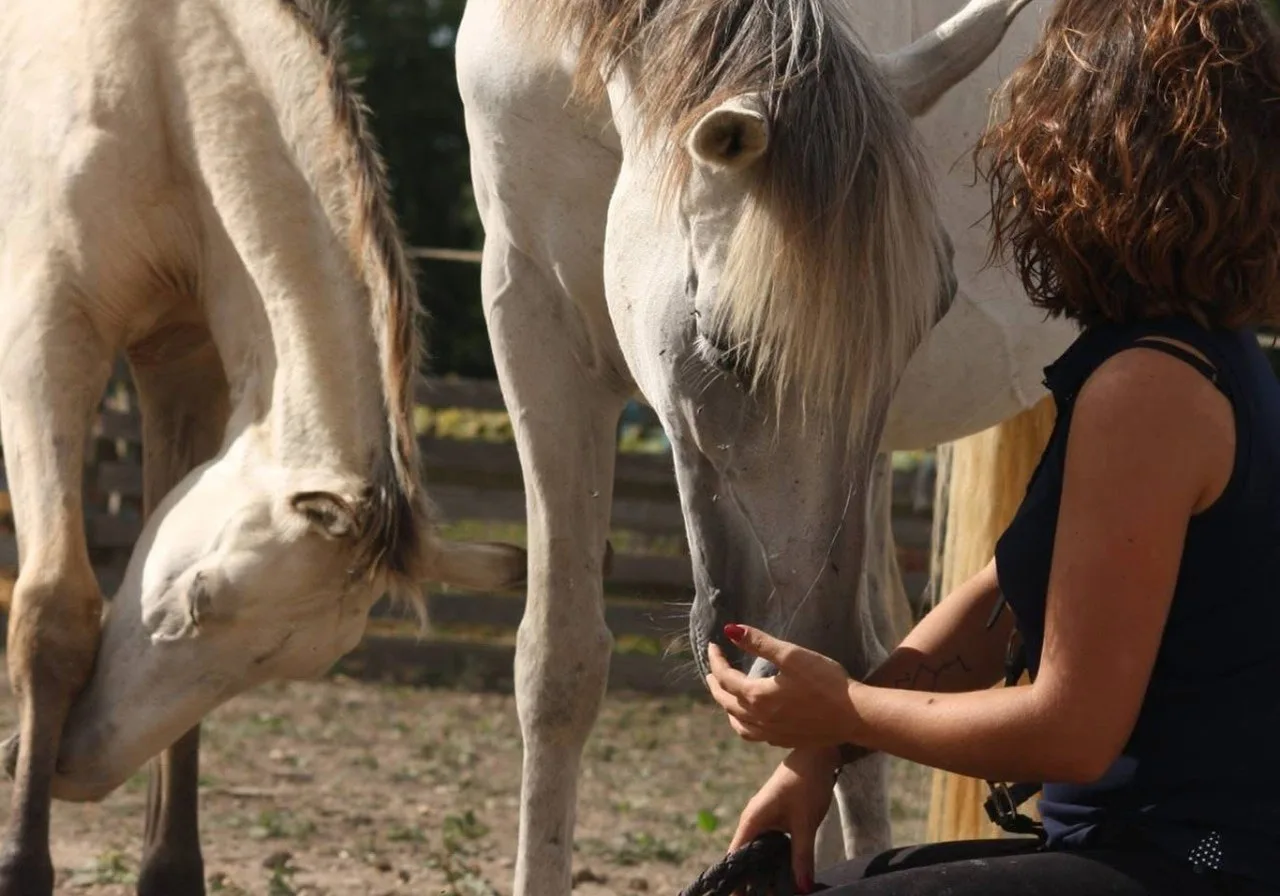 Bien-être du cheval : nos pratiques quotidiennes aux écuries d'Oska