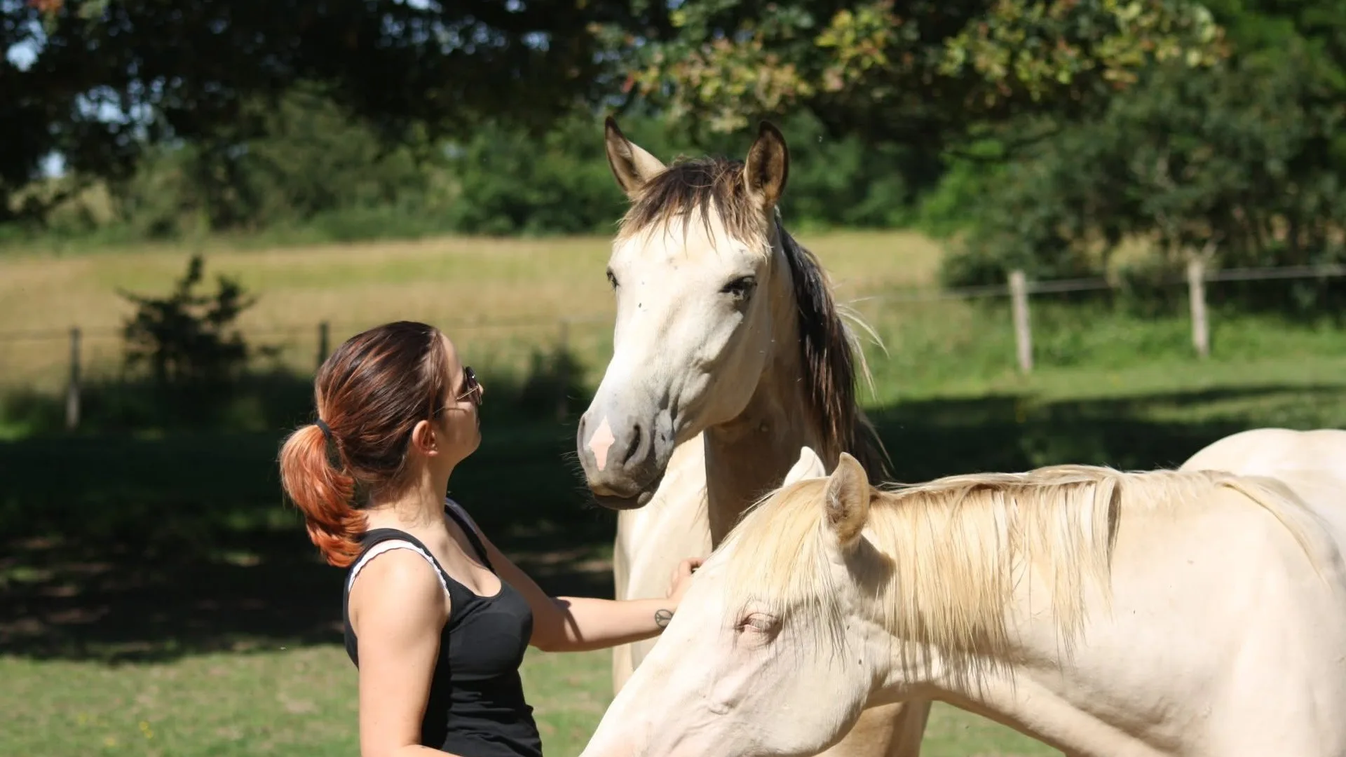 Chevaux au pâturage dans la campagne d'Aucaleuc